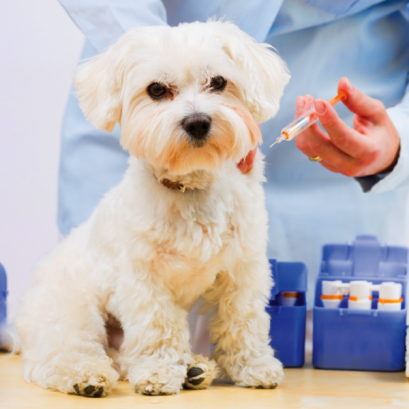 การฉีดวัคซีนที่จำเป็น (Puppy Vaccination Package)